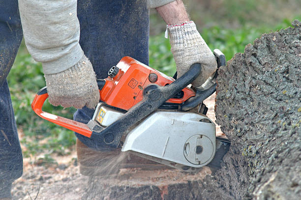 Best Tree Removal Service  in Lookout Mountain, GA