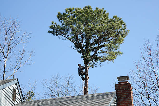 Best Firewood Processing and Delivery  in Lookout Mountain, GA